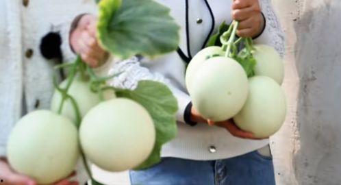 网红在景区吃蜜瓜视频,甜蜜瞬间引网友热议 第2张 网红在景区吃蜜瓜视频,甜蜜瞬间引网友热议 第2张